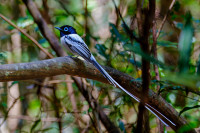Ankarafantsika National Park